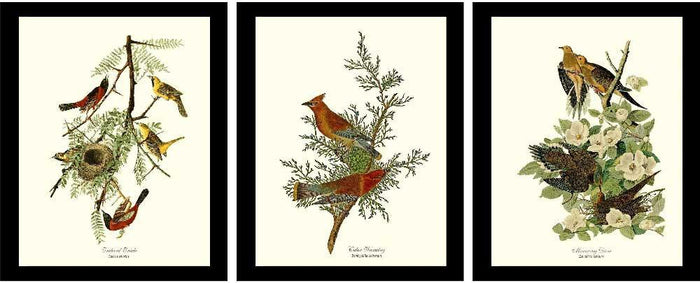 Audubon Bird Prints |  3 Vintage Brown  Prints