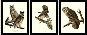Audubon Owl Wall Art Print Set - Charting Nature