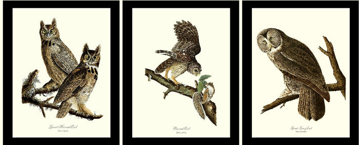 Audubon Owl Wall Art Print Set