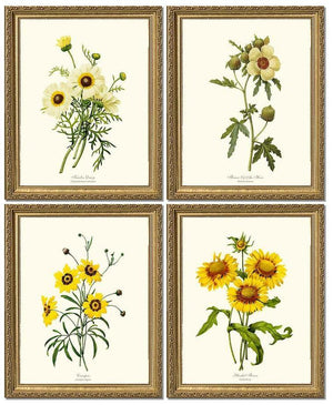 Vintage Yellow Flower Botanical Print Set