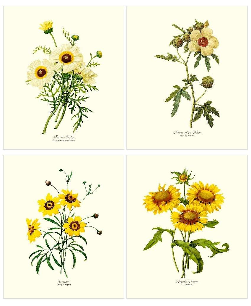 yellow-flower-vintage-print-set-charting-nature