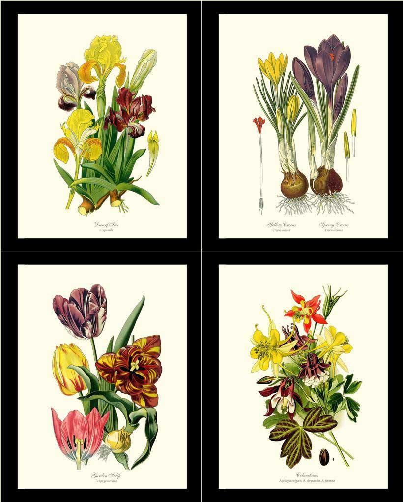 Spring Flower Print Set | Vintage Print Wall Art Decor - Charting Nature