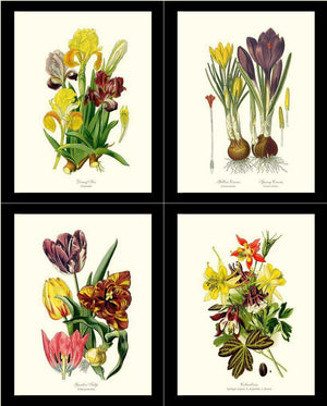 Spring Flower Print Set | Vintage Print Wall Art Decor - Charting Nature