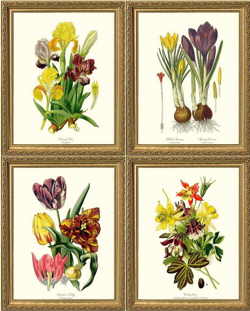 Spring Flower Print Set | Vintage Print Wall Art Decor - Charting Nature