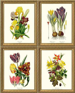Spring Flower Print Set | Vintage Print Wall Art Decor - Charting Nature