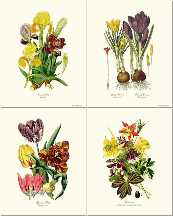 Spring Flower Print Set | Vintage Print Wall Art Decor