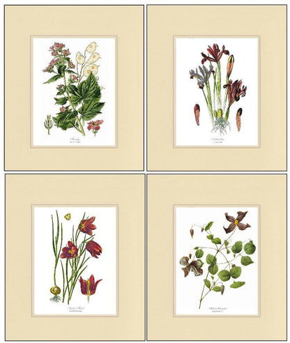 Violet Flower Set - Charting Nature