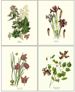 Violet Flower Set - Charting Nature