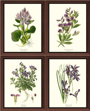 Lavender Flower Botanical Print Set - Charting Nature