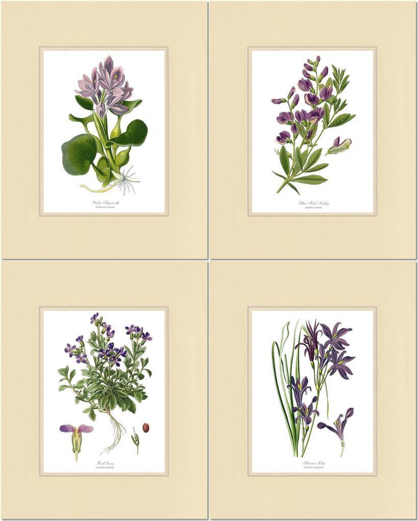 lavender flower diagram Lavender Flower Botanical Print Set