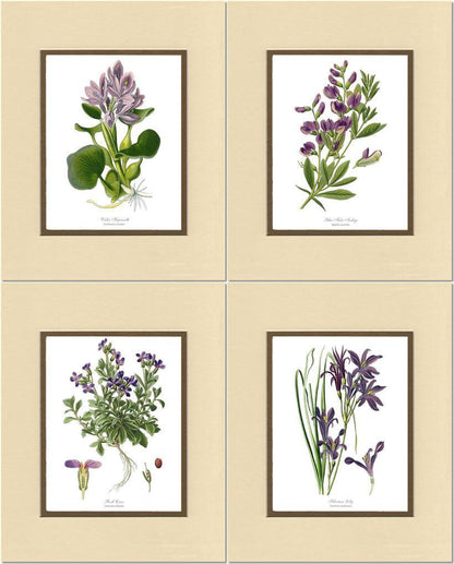 Lavender Flower Botanical Print Set - Charting Nature
