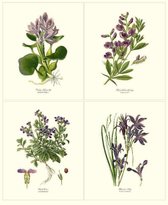 trojansk hest vedtage Stirre Lavender Wall Art Print Set: Vintage Botanical Flower/Floral Wall Decor –  Charting Nature