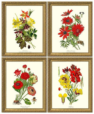 Red Garden Flower Botanical Set | Vintage Wall Art Decor - Charting Nature