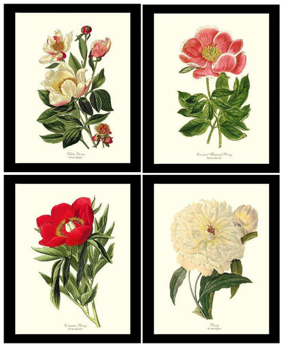 Vintage Peony Botanical Print Framed Set