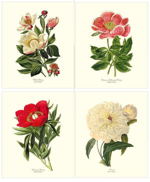 Vintage Peony Floral  Botanical Print Set