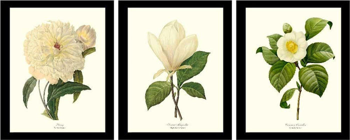 White Vintage Flower Prints Set