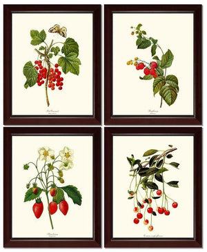 Vintage Red Berry Fruit Botanical Print Set