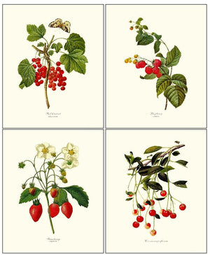 Vintage Red Berry Fruit Botanical Print Set