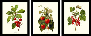 Red Berry Print Set - Charting Nature