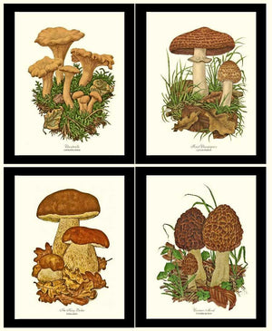  Mushroom Framed  Art Print Set Vintage Wall Decor