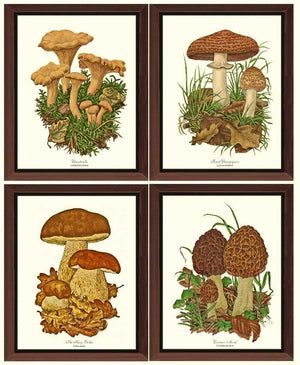  Mushroom Framed  Art Print Set Vintage Wall Decor