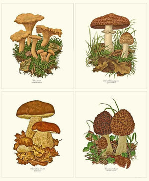  Mushroom Framed  Art Print Set Vintage Wall Decor