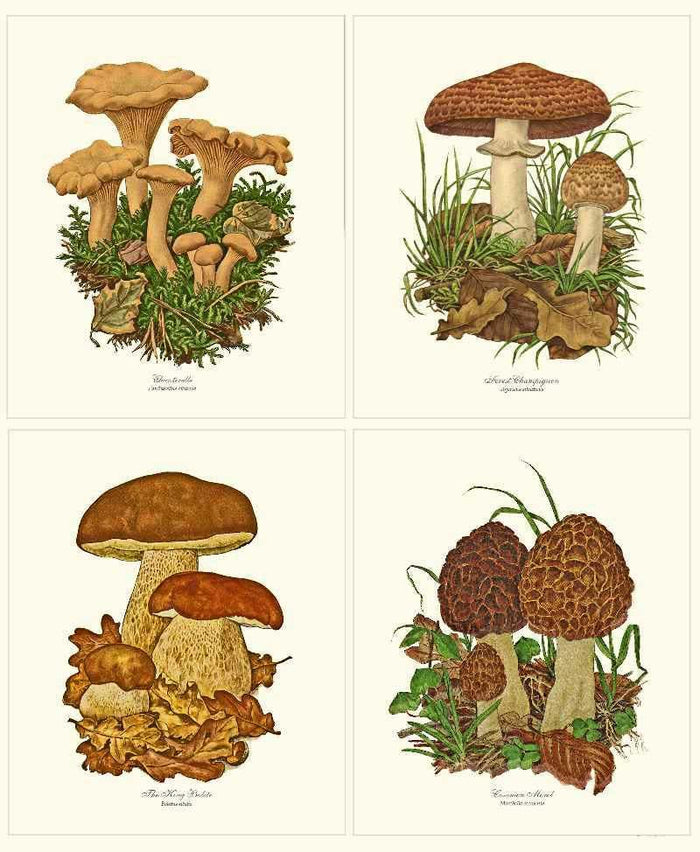 Vintage Mushroom Print Set