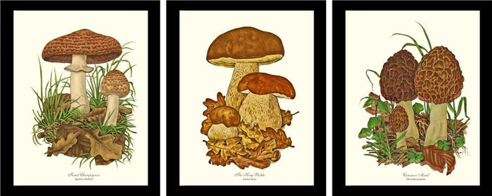 Vintage Mushroom Wall Art Print Set