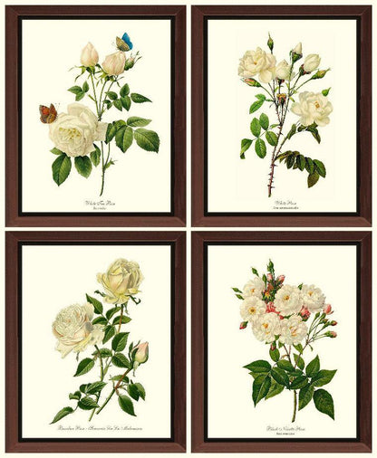 Rose Wall Art Print: White Rose Vintage Botanical Print Set. Matched Set of 4 - Vintage Botanical Wall Decor- Charting Nature