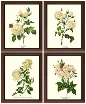 Vintage White Rose Botanical Print Set