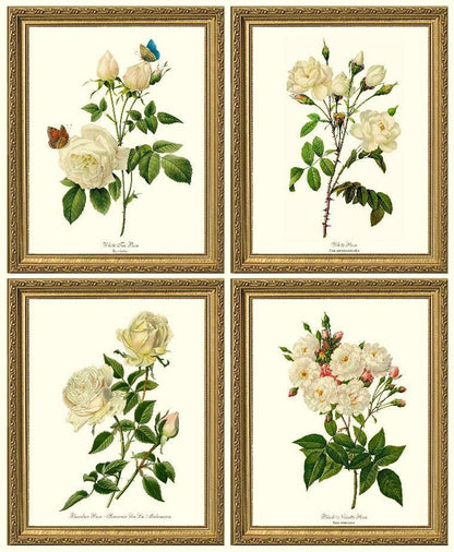 Rose Wall Art Print: White Rose Vintage Botanical Print Set. Matched Set of 4 - Vintage Botanical Wall Decor- Charting Nature