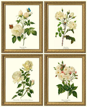 Vintage White Rose Botanical Print Set