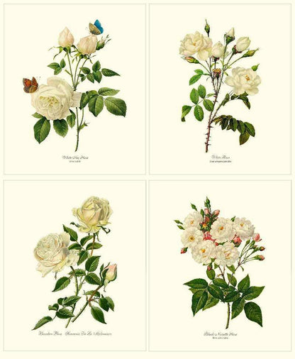 Rose Wall Art Print: White Rose Vintage Botanical Print Set. Matched Set of 4 - Vintage Botanical Wall Decor- Charting Nature