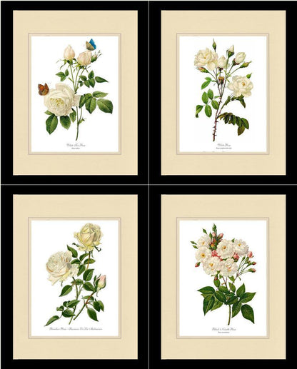 Rose Wall Art Print: White Rose Vintage Botanical Print Set. Matched Set of 4 - Vintage Botanical Wall Decor- Charting Nature