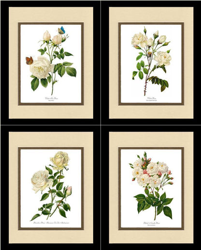 Rose Wall Art Print: White Rose Vintage Botanical Print Set. Matched Set of 4 - Vintage Botanical Wall Decor- Charting Nature