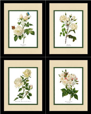 White Rose Vintage Botanical Print Set. Matched Set of 4 - Charting Nature