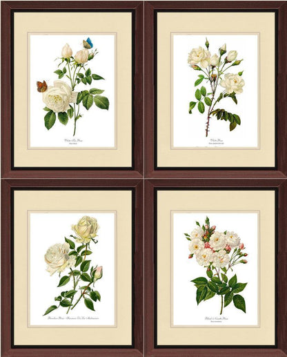 Rose Wall Art Print: White Rose Vintage Botanical Print Set. Matched Set of 4 - Vintage Botanical Wall Decor- Charting Nature