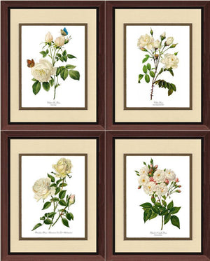 White Rose Vintage Botanical Print Set. Matched Set of 4 - Charting Nature