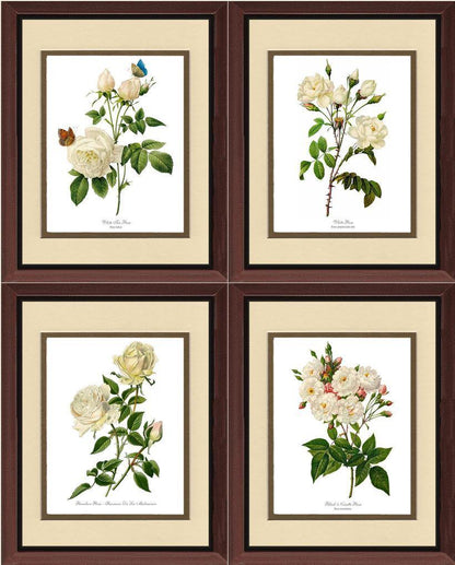 Rose Wall Art Print: White Rose Vintage Botanical Print Set. Matched Set of 4 - Vintage Botanical Wall Decor- Charting Nature