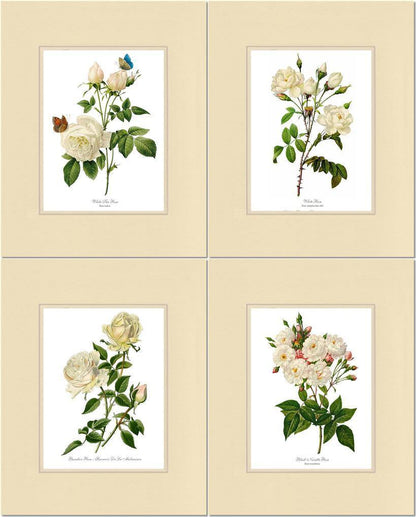 Rose Wall Art Print: White Rose Vintage Botanical Print Set. Matched Set of 4 - Vintage Botanical Wall Decor- Charting Nature