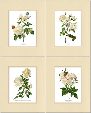 Vintage White Rose Botanical Print Set