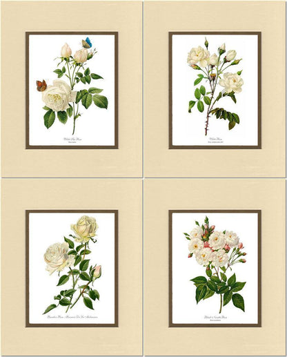 Rose Wall Art Print: White Rose Vintage Botanical Print Set. Matched Set of 4 - Vintage Botanical Wall Decor- Charting Nature