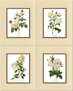 Vintage White Rose Botanical Print Set