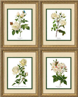 White Rose Vintage Botanical Print Set. Matched Set of 4 - Charting Nature