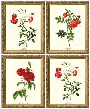 Red Rose Vintage Art Prints