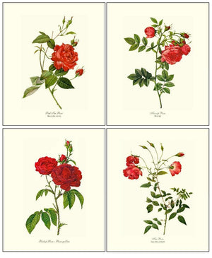 Rose Wall Art Print: Red Rose Prints. Matched Set of 4 - Vintage Botanical Wall Decor- Charting Nature