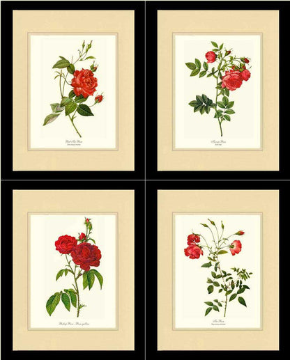 Rose Wall Art Print: Red Rose Prints. Matched Set of 4 - Vintage Botanical Wall Decor- Charting Nature