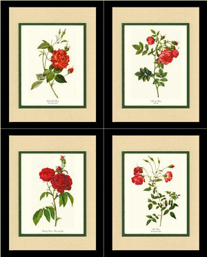 Red Rose Prints. Matched Set of 4 - Charting Nature