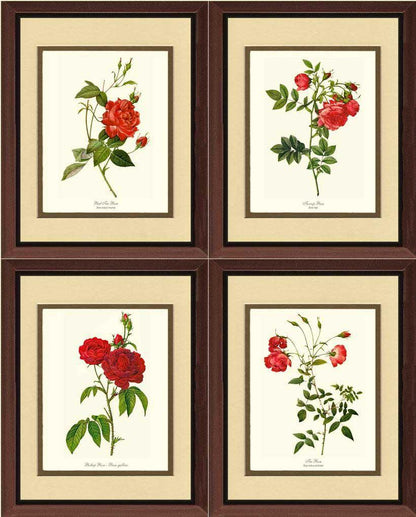 Rose Wall Art Print: Red Rose Prints. Matched Set of 4 - Vintage Botanical Wall Decor- Charting Nature