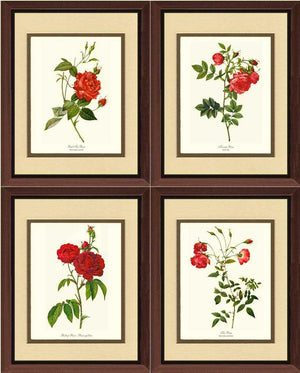 Red Rose Prints. Matched Set of 4 - Charting Nature